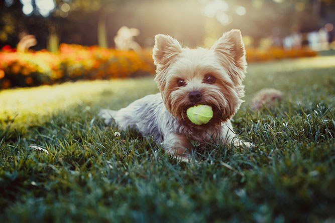 shutterstock_300271973