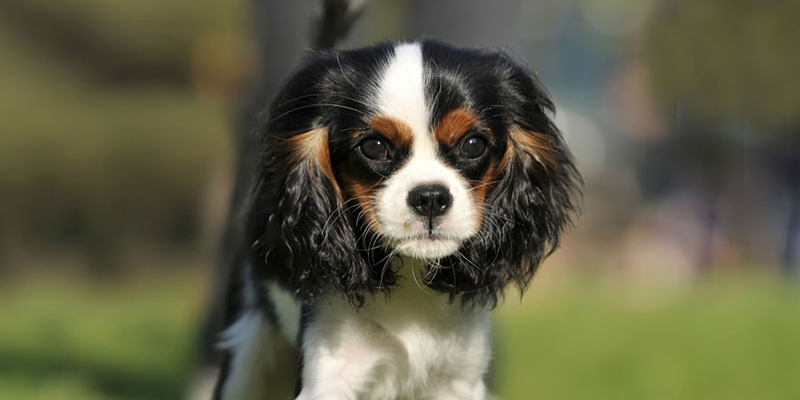 Puppy Spaniel