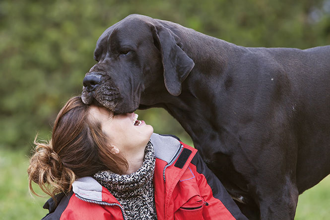 visualizes dog owner with large dog