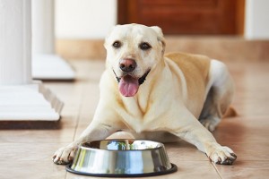 Allergies to dog food