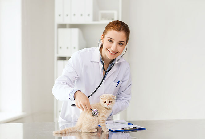 Kitten being attended by vet