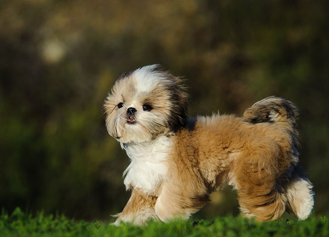 small dog breeds with low energy