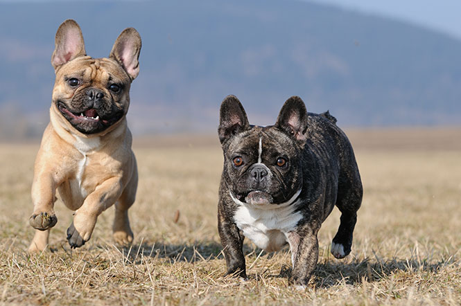 shutterstock_90800051