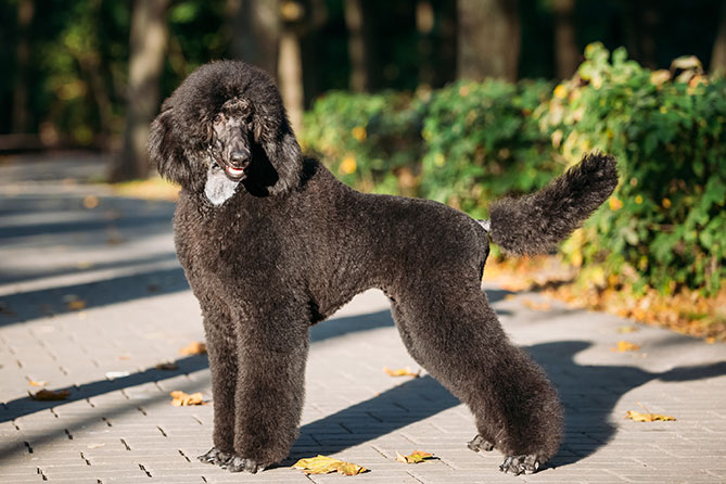 Dog Breed Series Part 4 10 Kid Friendly Dogs (10)