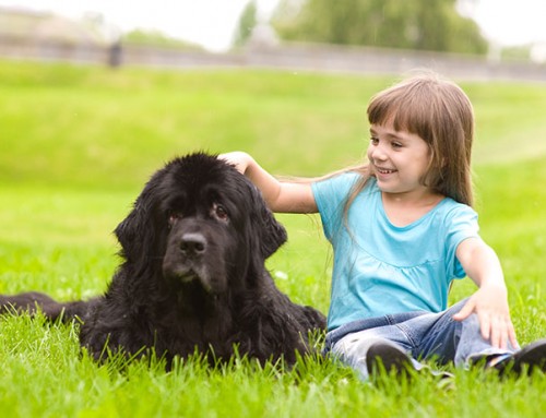 Dog Breed Series Part 4: 10 Kid Friendly Dogs