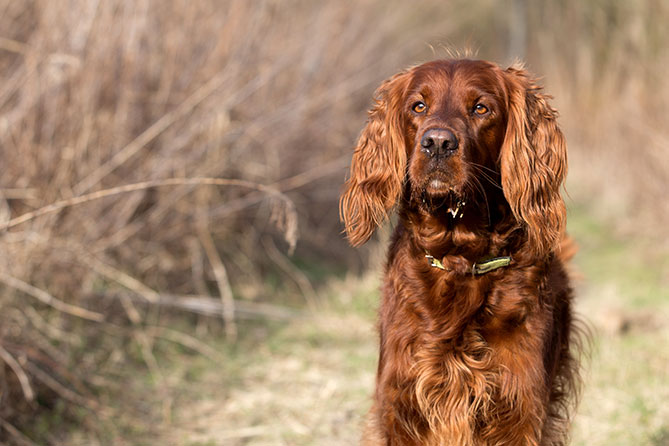 Dog Breed Series Part 4 10 Kid Friendly Dogs (2)