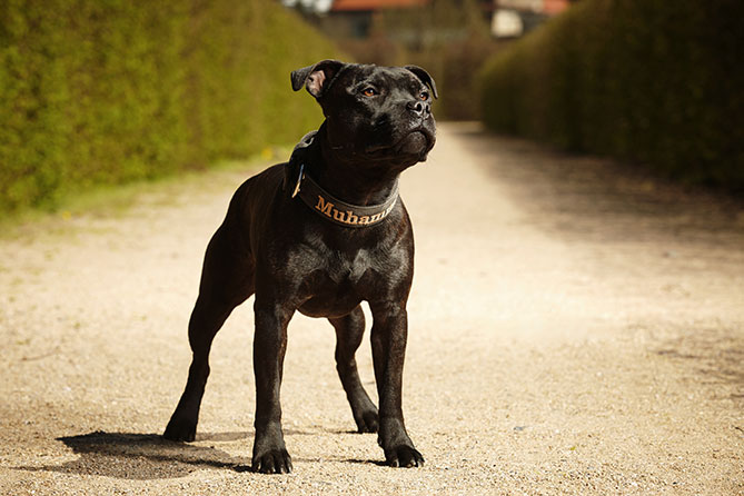 Dog Breed Series Part 4 10 Kid Friendly Dogs (5)