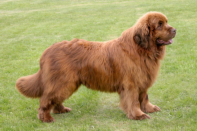 Dog Breed Series Part 4 10 Kid Friendly Dogs (6)