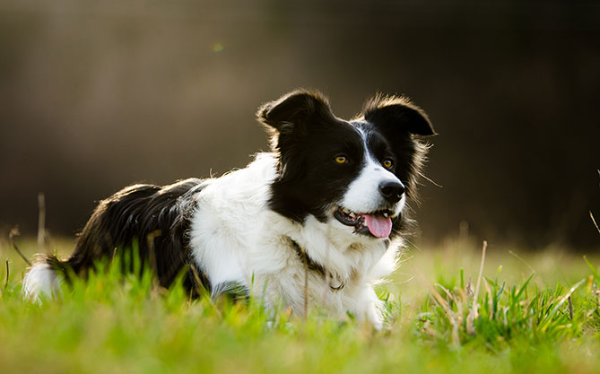 Dog Breed Series Part 4 10 Kid Friendly Dogs (7)