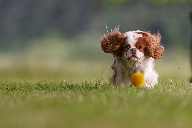 Dog Breed Series Part 4 10 Kid Friendly Dogs (8)
