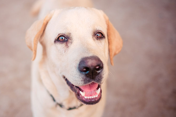 Dog Breed Series Part 4 10 Kid Friendly Dogs (9)