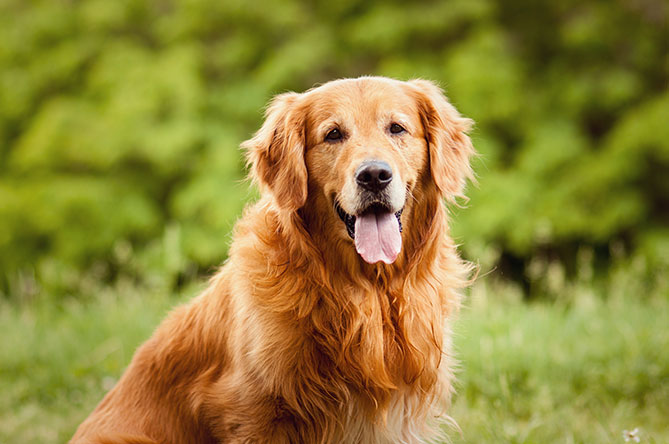 dog friendly dog breeds