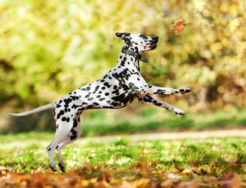 Dog Breed Series Part 3: High Energy Dog Breeds