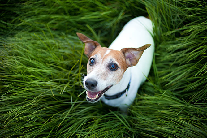 shutterstock_236330971