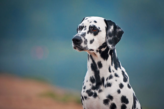 shutterstock_239493847