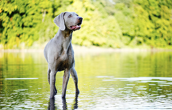 shutterstock_242772109