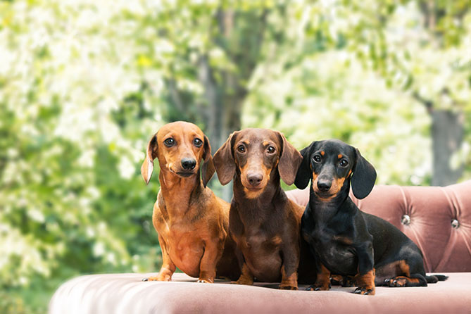 shutterstock_299137043