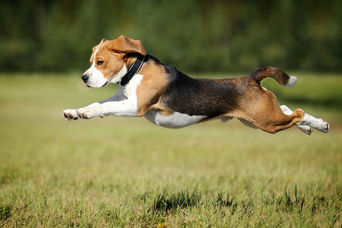 shutterstock_319443911