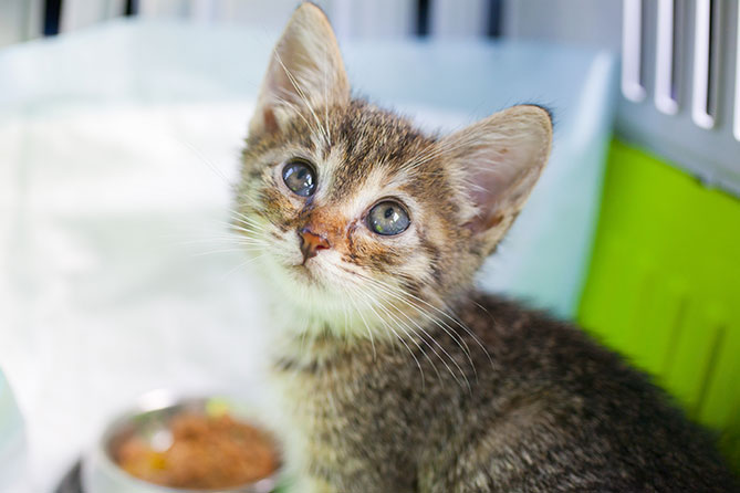 The Essential Diet to Feed Your New Kitten