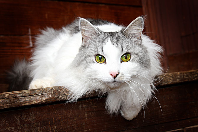 white hypoallergenic cats