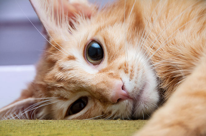 shutterstock_136391648