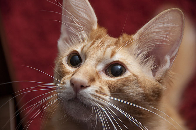 siberian cat cats dander