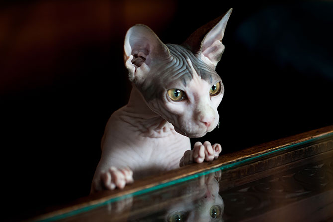 shutterstock_266884010