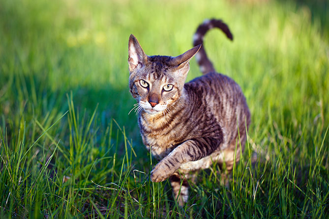 shutterstock_288010982