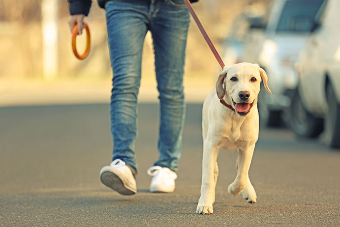 to walk a dog