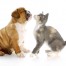 7 Tips To Successfully Introduce Your Kitten To Your Dog