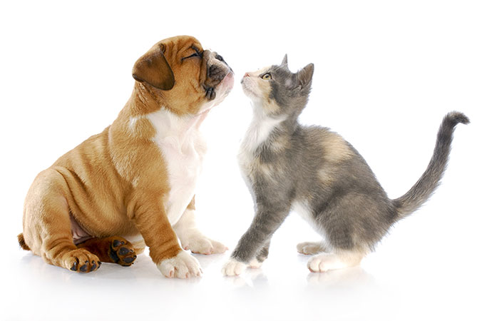 do english bulldogs get along with cats