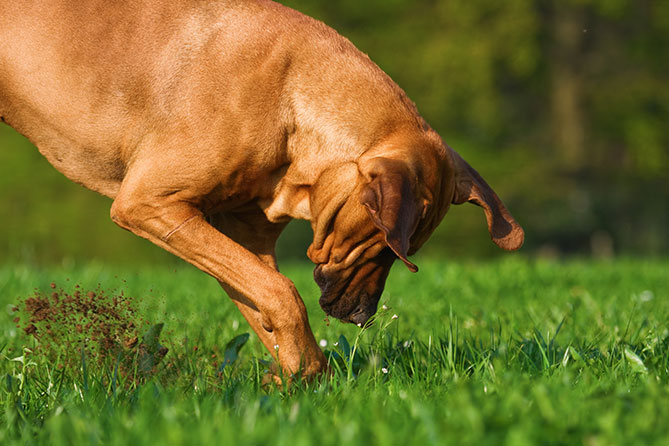 How To Stop Your Dog From Digging Holes In Your Yard