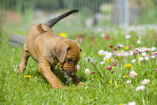 Tips to avoid your dog behaving badly