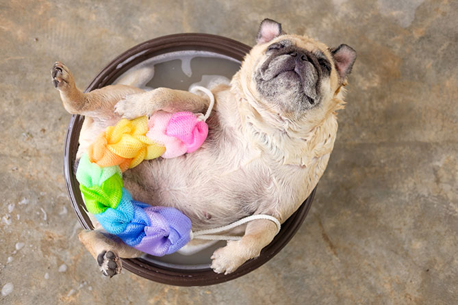 How Often Should You Be Washing Your Dog?