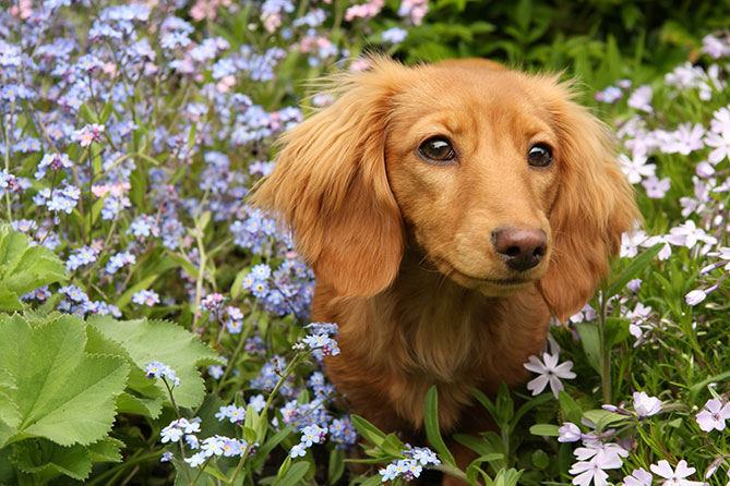 perennials non toxic to dogs