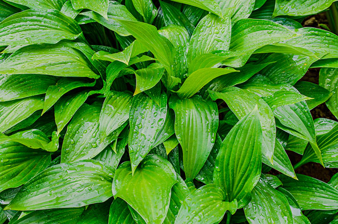shutterstock_356867387