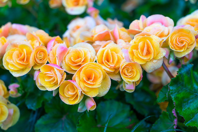 shutterstock_367283978