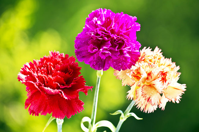 shutterstock_464984420