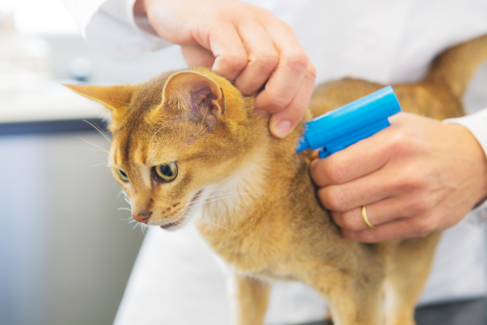 cost to microchip a cat