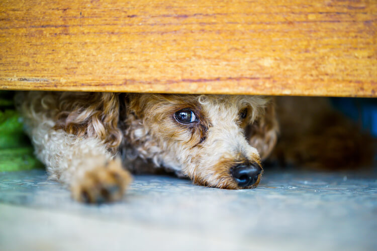 What to Do If You Suspect Animal Cruelty - PetSecure