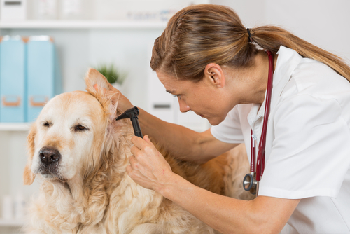 Preventing an Ear Infection in Your Dog