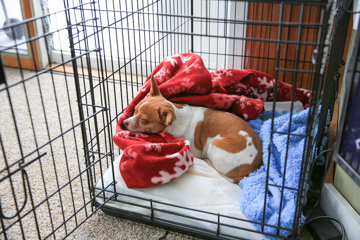 Petsecure - A How-To Guide for Crate Training Your Dog