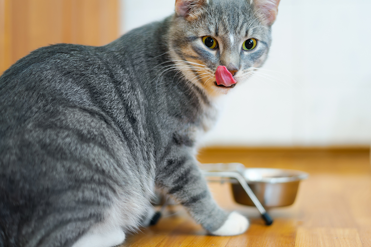 Things You Should Never Feed Your Cat