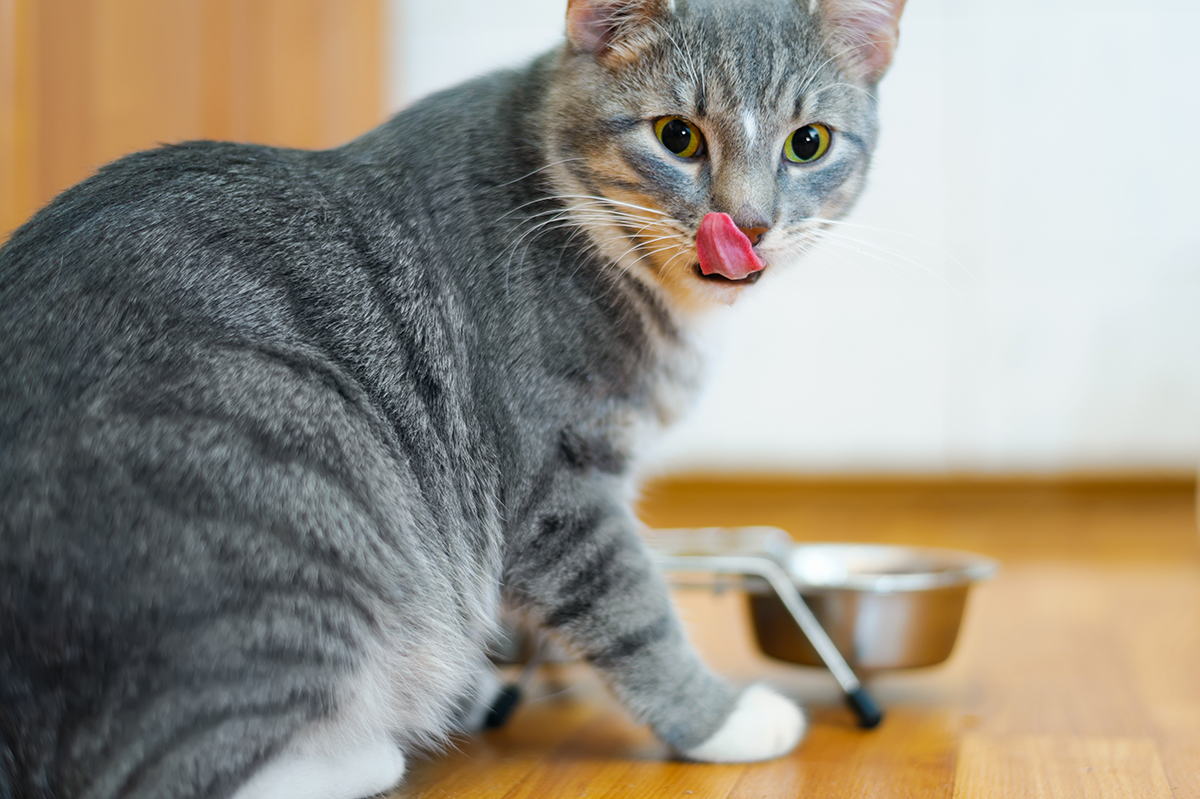 foods you should never feed your cat