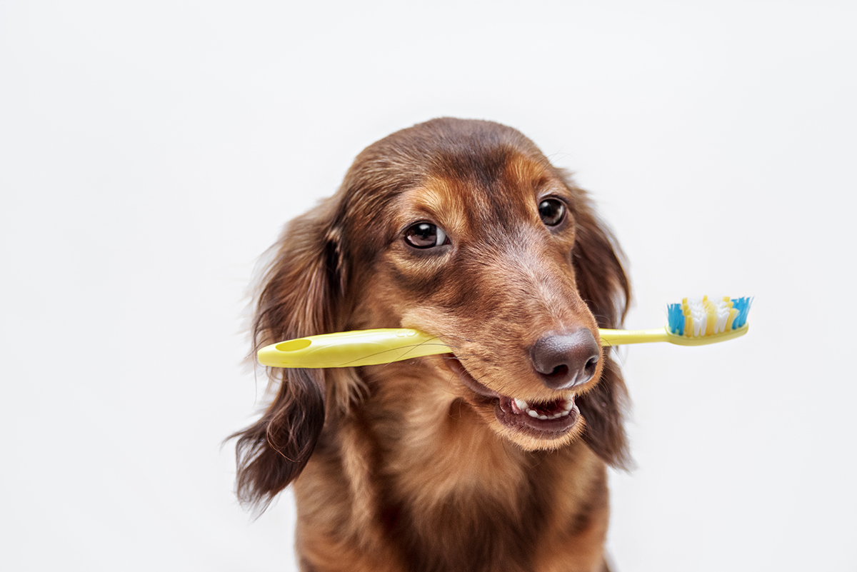 petsecure - Essential Tips for Looking After Your Pet’s Teeth and Gums