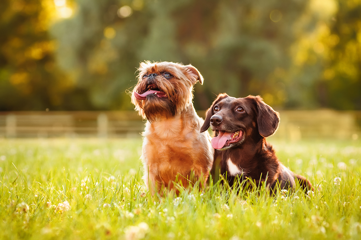 petsecure - How to Introduce a Second Dog to Your Family