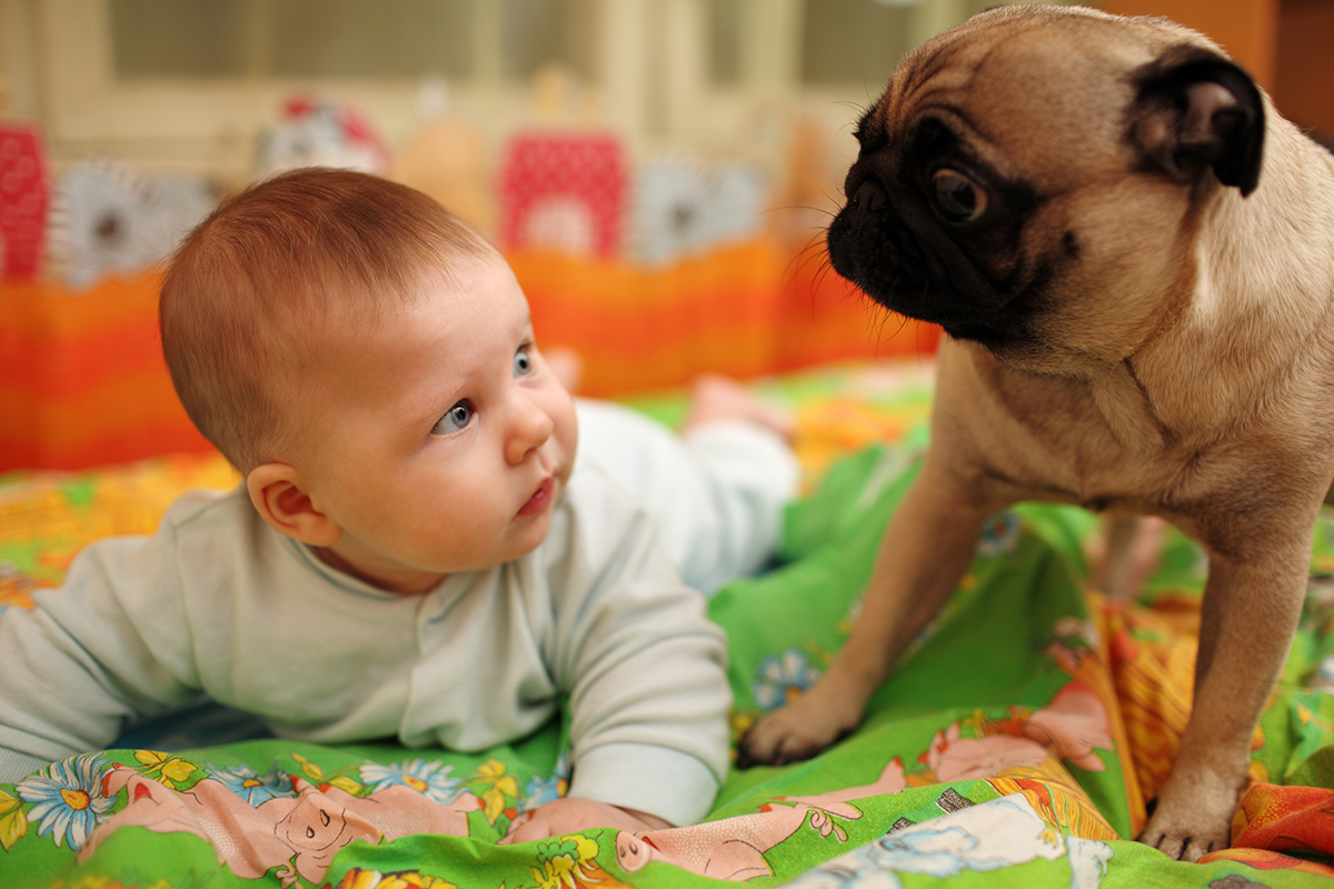 petsecure - How to Safely Introduce your Newborn Baby to Your Pet