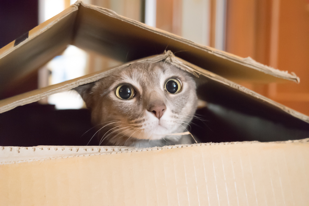 PetSecure - 10 Ways to Keep Your Cat Entertained While You’re Out of the House