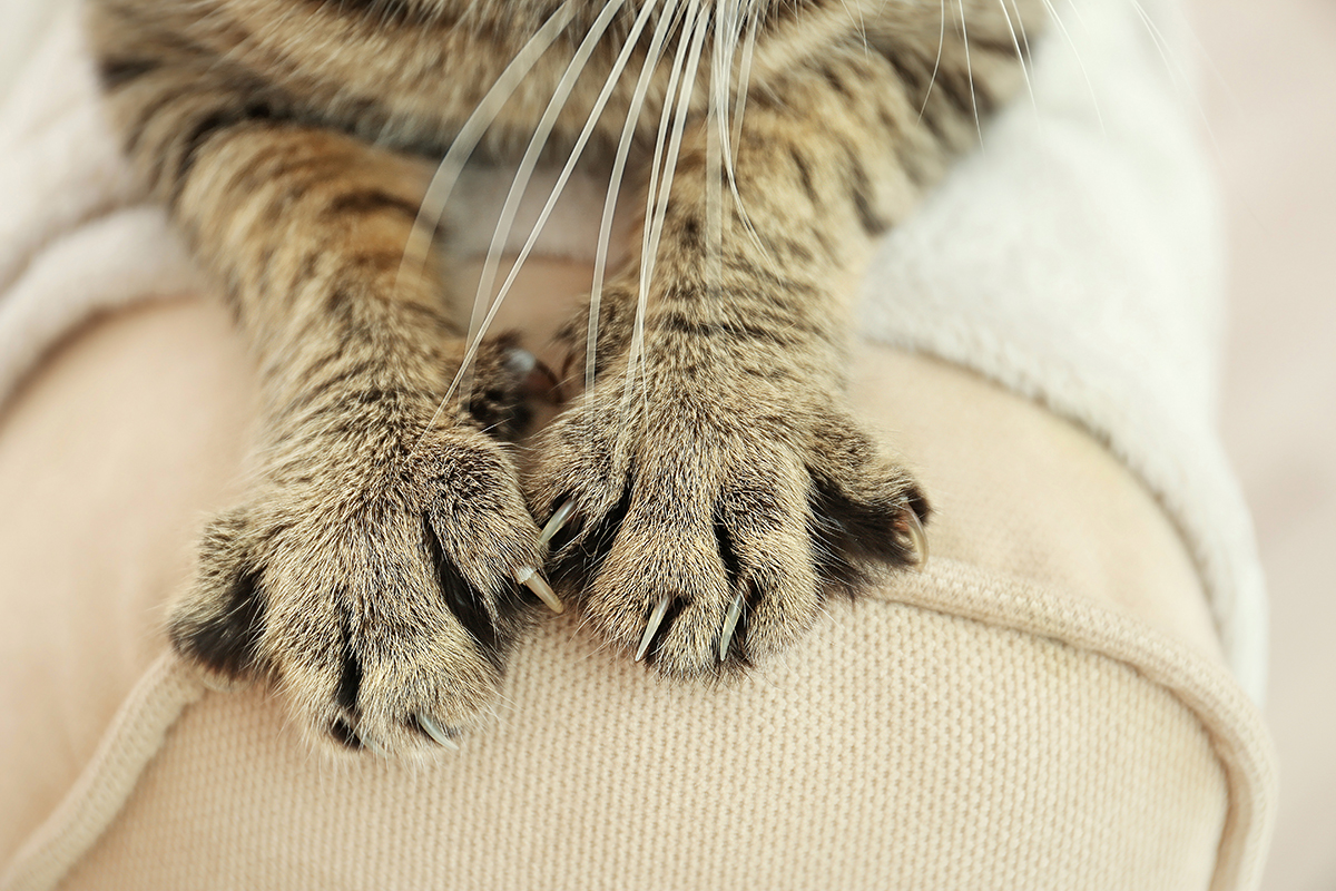 train kitten not to use claws