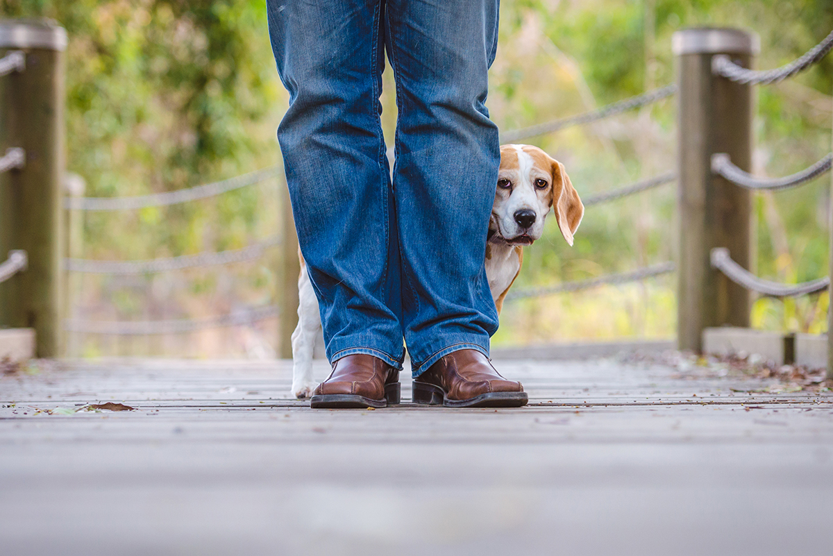 dog on leash attacks dog off lead